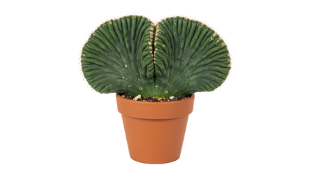 Closeup of a vibrant green fan cactus in a terracotta pot.