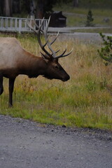Elk
