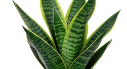 Closeup of a vibrant snake plant with yellow striped leaves.