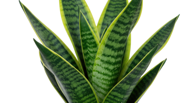 Closeup of a vibrant snake plant with yellow striped leaves. - Powered by Adobe