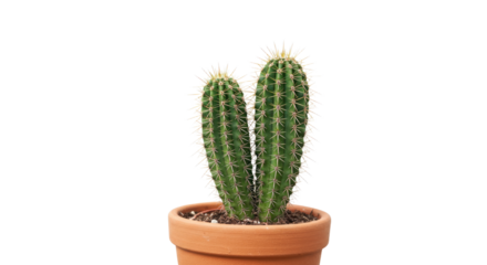Closeup of Two Small Cacti in Terracotta Pot.