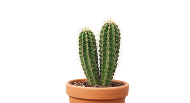 Closeup of Two Small Cacti in Terracotta Pot. - Powered by Adobe