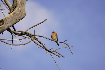 American Kestrel