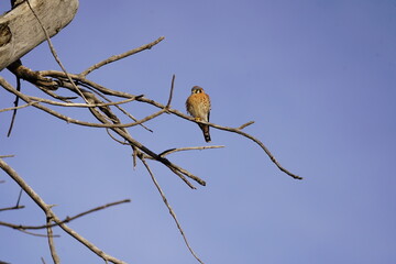 American Kestrel
