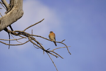American Kestrel