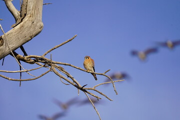 American Kestrel