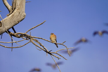 American Kestrel