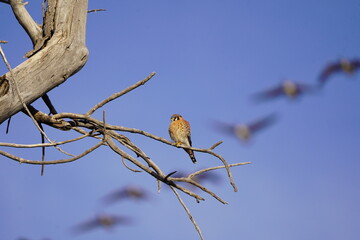 American Kestrel