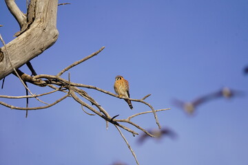 American Kestrel