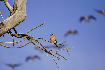 American Kestrel