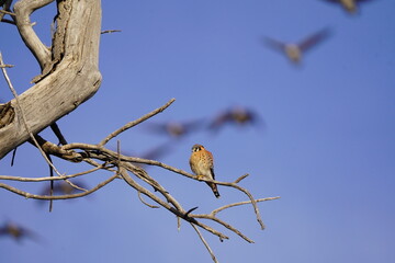 American Kestrel