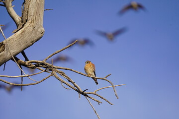 American Kestrel