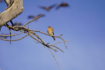 American Kestrel