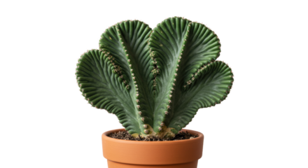 Euphorbia lactea Cristata succulent plant in terracotta pot.