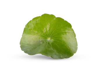 Fresh centella asiatica leaf on transparent png
