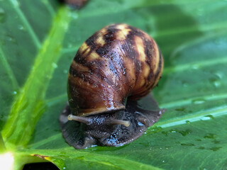 Snails on wet, green taro leaves, slithering.