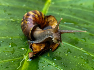 Snails on wet, green taro leaves, slithering.