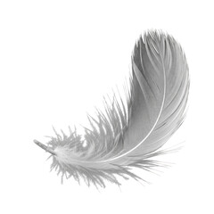 Immaculate white feather with delicate, wispy barbs, gently floating against a deep black background, extreme macro close-up with soft studio lighting. Concept of purity and weightlessness