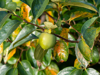 果実を付けた五月山の柿の木