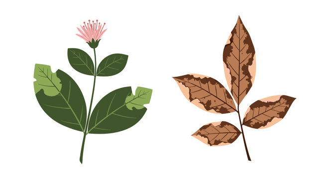 Healthy versus diseased plant leaves illustrating insect damage and fungal infection