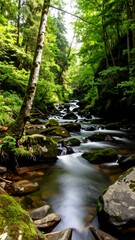 Obraz premium Serene forest stream flowing through lush greenery