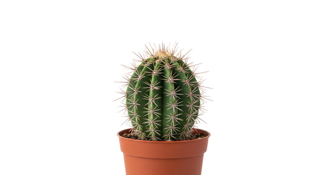 Small Cylindrical Cactus in Terracotta Pot.