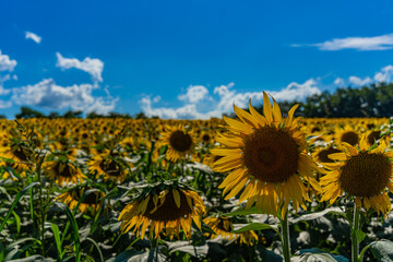 Fototapeta premium 夏の北海道の北竜のひまわり畑
