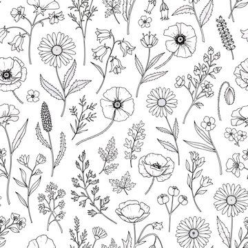 Delicate botanical pattern featuring wildflower outlines in a seamless arrangement, patern seamless, Stock royalty image.