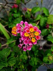 Beautiful yellow and pink flowers in full bloom, adding vibrant color and charm to a peaceful garden. Perfect for nature, floral, and spring themes.
