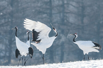 冬のタンチョウ