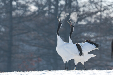 冬のタンチョウ