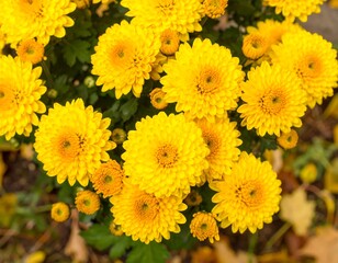 Vibrant yellow chrysanthemums blooming in autumn garden