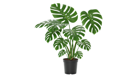 Artificial Monstera Plant in Black Pot 2.