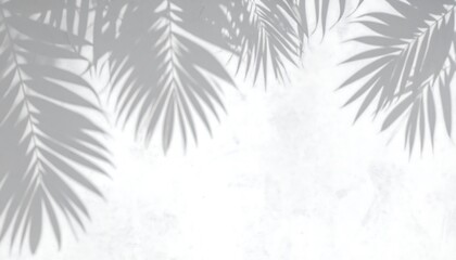 Palm Leaf Shadows on White Background Minimalist Design