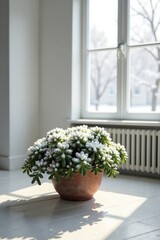 Fototapeta premium Winter's Embrace A frost-kissed succulent in a terracotta pot basks in the sunlit warmth of a bright room, a peaceful indoor scene.