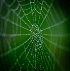 spider web with dew drops
