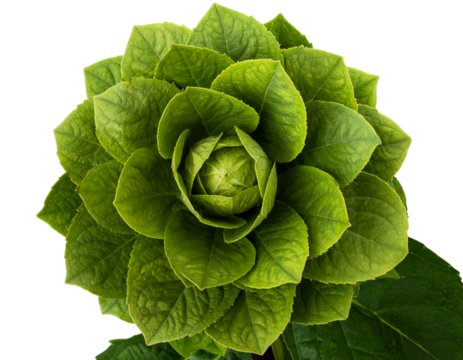 Hydrangea Quercifolia Alice Shrub Top View with Dense Green Foliage, Isolated PNG