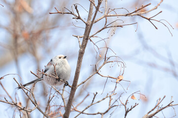小枝の間を飛び回るしまえなが