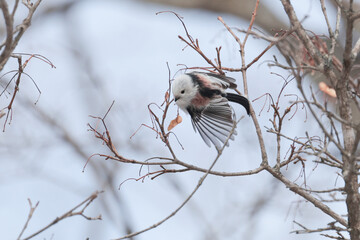 小枝の間を飛び回るしまえなが