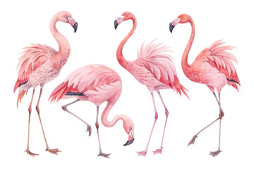 set of cute Watercolor exotic flamingo birds