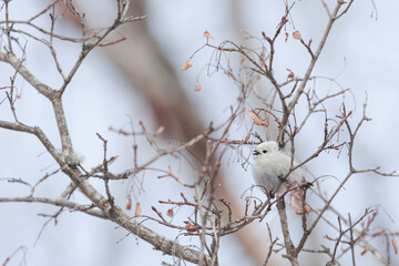 小枝の間を飛び回るしまえなが