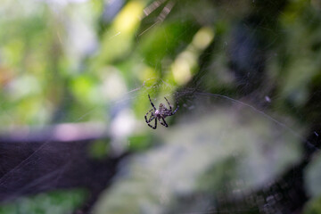 The patient hunter: A macro shot of a spider waiting in its web against a soft green bokeh background.