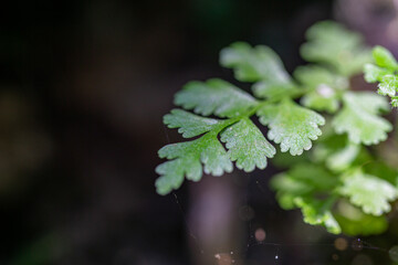 An elegant and mysterious macro of a small wild plant in a dark, shady forest.