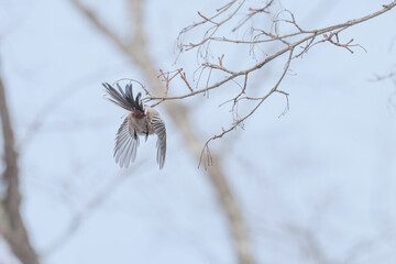 小枝の間を飛び回るシマエナガ