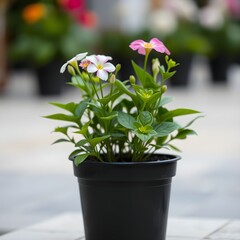 flowers in a pot