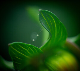 green leaf in water