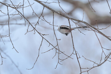 小枝の間を飛び回るシマエナガ