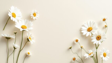 Obraz premium Delicate White Daisies Scattered on a Pale Background