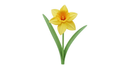 Single yellow daffodil flower isolated on transparent background