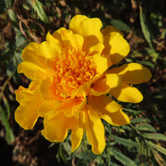 日本で夏にマリーゴールドが花を咲かせています